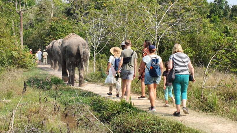 Kulen Elephant Forest and Banteay Srei Temple Tour - An In-Depth Look at the Experience