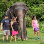 Kulen Elephant Forest Tour with Hotel Pick-up & Drop off - A Deep Dive into the Kulen Elephant Forest Experience