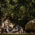 Kulen Mountain Day Trip with Picnic & Kulen Elephant Forest - Exploring Phnom Kulen National Park