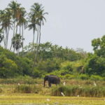 Kumana National Park Half day Jeep safari Morning/Afternoon - The Experience in Detail