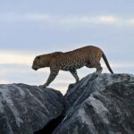 Kumana National Park Half or Full-Day Safari - Exploring the Safari Itinerary