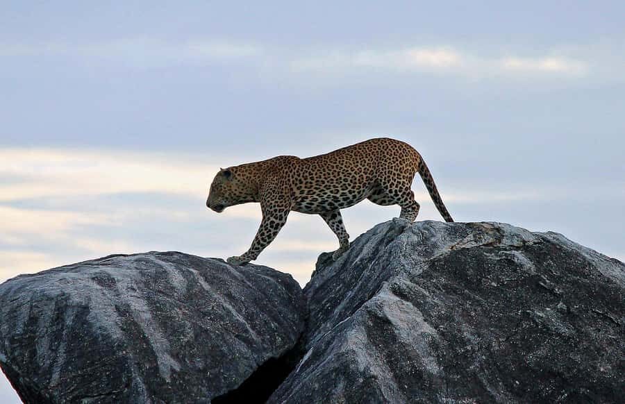 Kumana National Park Half or Full-Day Safari - Exploring the Safari Itinerary