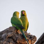 Kumana National Park Leopard Safari PRIVATE Tour - What to Expect on the Safari