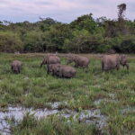 Kumana National Park : Morning or Afternoon Safari Tour - What Makes This Tour Stand Out?
