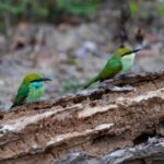 Kumana National Park: Private Birdwatching Safari Tour - Good To Know