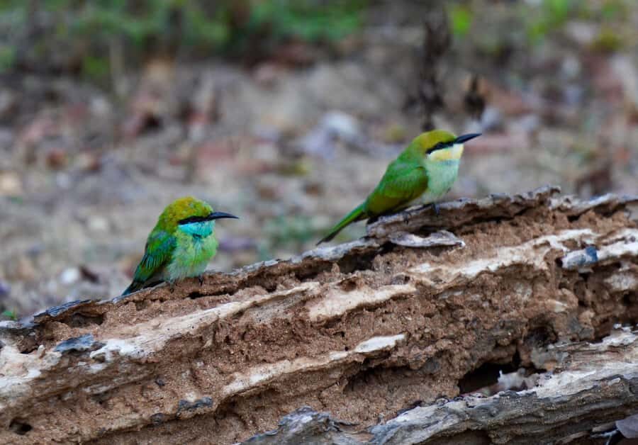 Kumana National Park: Private Birdwatching Safari Tour - Good To Know