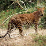 Kumana National Park : Private Half-Day Jeep Safari - What’s Included and What’s Not