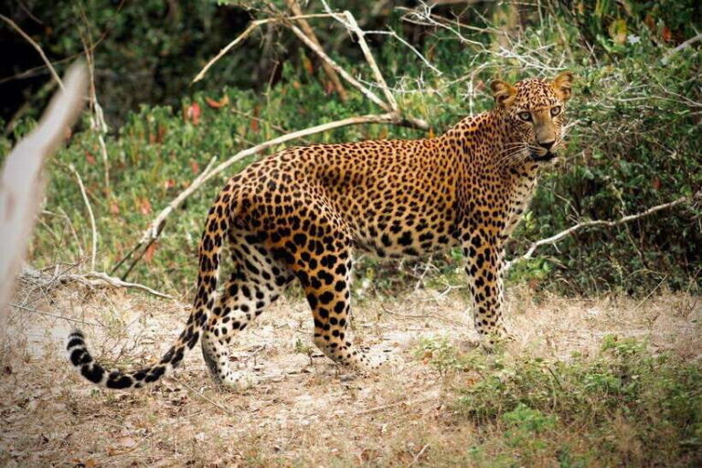 Kumana National Park : Private Half-Day Jeep Safari - What’s Included and What’s Not