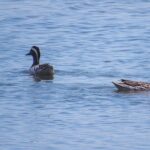 Kumana National Park Private Safari - The Sum Up: Is the Kumana National Park Private Safari Worth It?