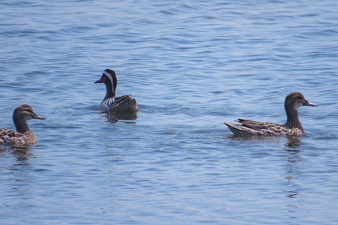 Kumana National Park Private Safari - The Sum Up: Is the Kumana National Park Private Safari Worth It?