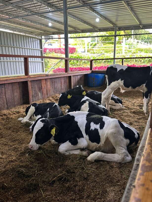 Kundasang Day Trip - Final Thoughts