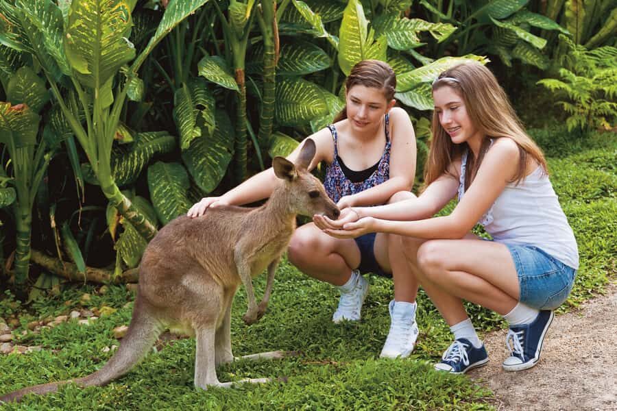 Kuranda Koala Gardens Park Entry - Why Visit Kuranda Koala Gardens?