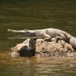 Kuranda Riverboat Sightseeing Cruise - Final Thoughts: Is It Worth It?