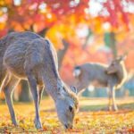 Kyoto And Nara Heritage Day Tour With Optional Culture Lunch - Practical Details and Tips