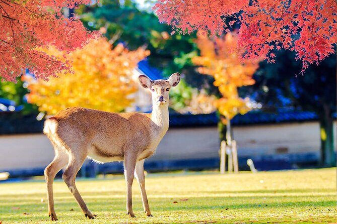 Kyoto Arashiyama and Nara Tour with Sagano Train, Giikawa Honpo - Final Thoughts: Who Will Love This Tour?
