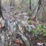 Kyoto: Arashiyama Bamboo Forest Hiking Tour - Who Would Love This Experience?