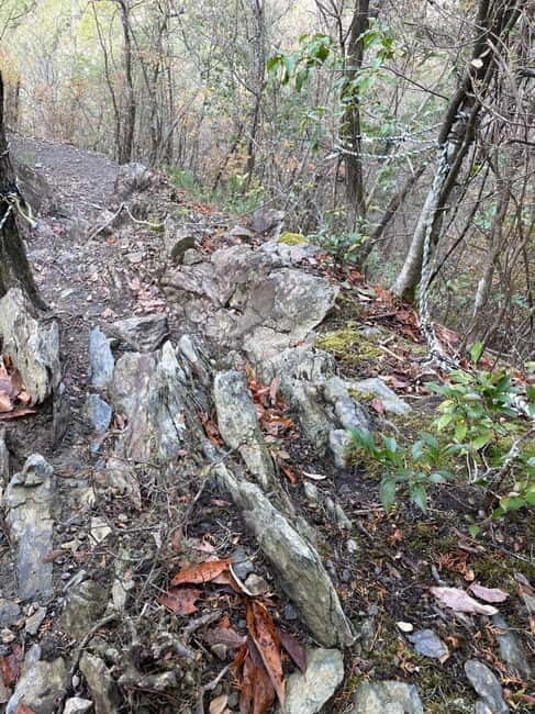 Kyoto: Arashiyama Bamboo Forest Hiking Tour - Who Would Love This Experience?