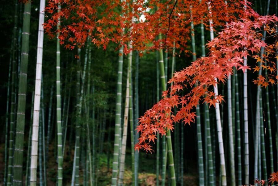 Kyoto: Arashiyama Bamboo, Togetsukyo bridge, Sanso, and more - Who Is This Tour Best For?