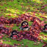 Kyoto Arashiyama Easy Walk Tour - What Travelers Can Expect