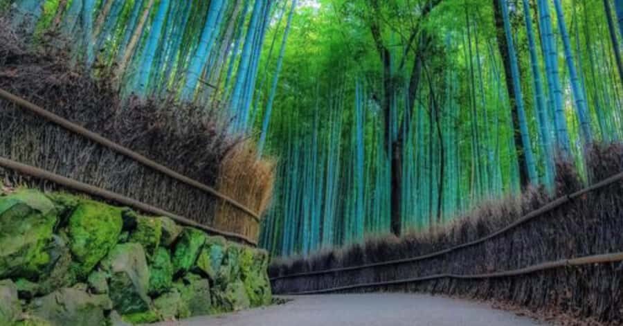 Kyoto: Arashiyama Unveiled Bamboo, Temple, Matcha, & Monkeys - Practical Details and What You’ll Love