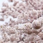 Kyoto City Cherry Blossom Private Sightseeing Tour - The Sum Up