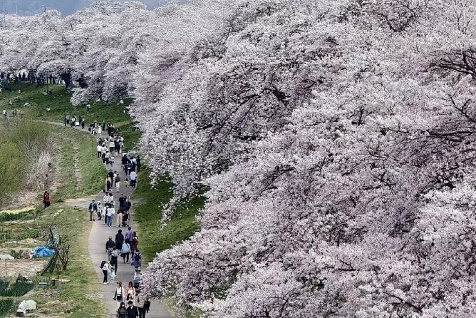 Kyoto City Cherry Blossom Private Sightseeing Tour - Kiyomizu-dera Temple