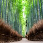 Kyoto: City Highlights Private Tour - Why This Tour Works Well