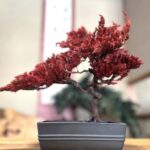 Kyoto: Dry Bonsai Making Workshop - What Can You Expect During the Workshop?