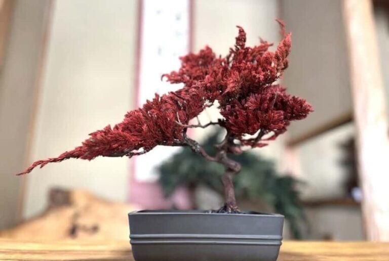 Kyoto: Dry Bonsai Making Workshop - What Can You Expect During the Workshop?