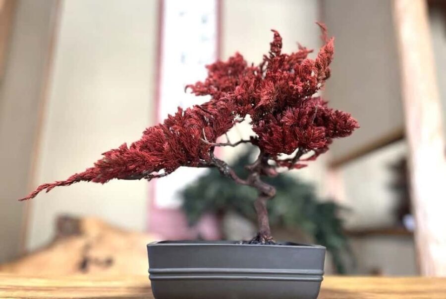 Kyoto: Dry Bonsai Making Workshop - What Can You Expect During the Workshop?