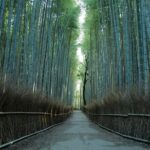 Kyoto Early Bird Tour Tokyo Round or One Way Shinkansen - Practical Tips for Making the Most of Your Day