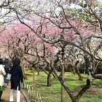 Kyoto: Early Spring Plum Blossom Walk at Kitano Tenmangu - Sampling Plum Tea and Sweets
