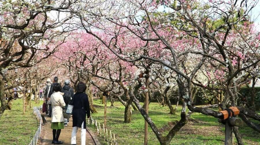 Kyoto: Early Spring Plum Blossom Walk at Kitano Tenmangu - Sampling Plum Tea and Sweets