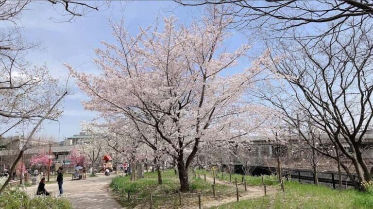 Kyoto: Enjoy "Hanami" Cherry Blossom Experience with Snacks - Detailed Breakdown of the Itinerary