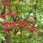 Kyoto: Guided Tour of Bamboo Forest, Temple and more - What To Expect During the Tour