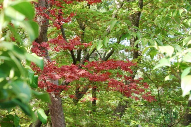 Kyoto Guided Tour of Bamboo Forest, Temple and more - Who Would Love This Tour?