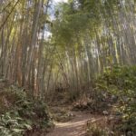 Kyoto: Hidden Spirit Realm Guided Tour - What to Expect on the Tour