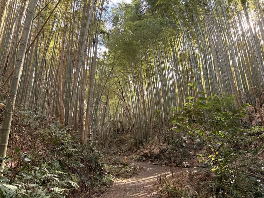 Kyoto: Hidden Spirit Realm Guided Tour - What to Expect on the Tour