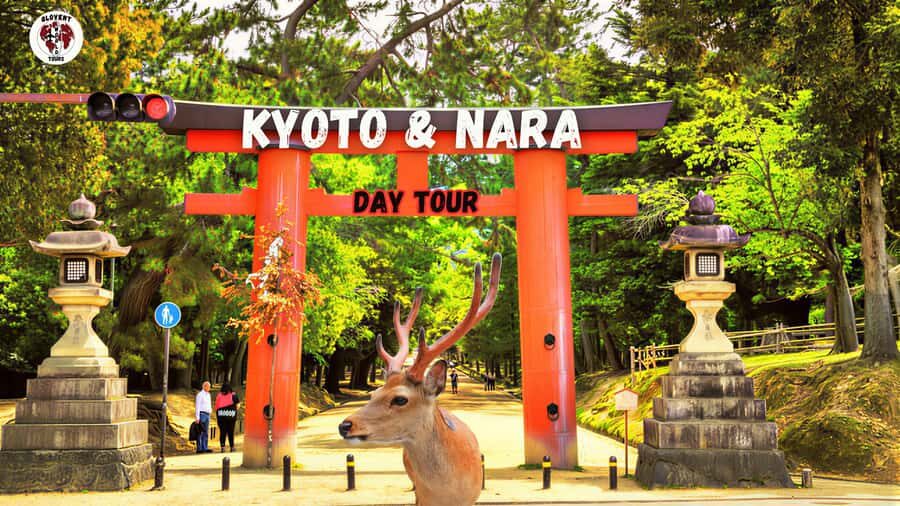 Kyoto & Nara: Full-Day Private Guided Tour with Hotel Pickup - What Makes This Tour Valuable?