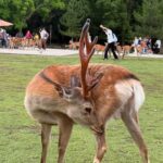 Kyoto & Nara: Private Guided Tour on Green Licensed Alphard - An In-Depth Look at the Tour Experience