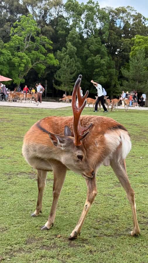Kyoto & Nara: Private Guided Tour on Green Licensed Alphard - An In-Depth Look at the Tour Experience