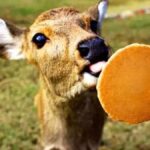 Kyoto/Osaka: Kyoto and Nara World Heritage Day Tour - What to Expect: Practical Details and Tips