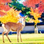 Kyoto/Osaka: Kyoto and Nara World Heritage Day Tour - Detailed Breakdown of the Tour