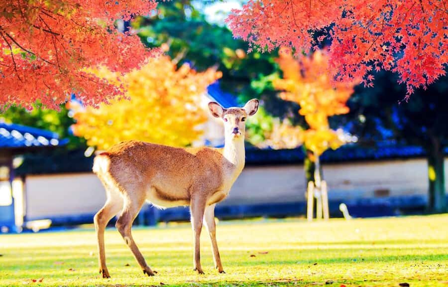Kyoto/Osaka: Kyoto and Nara World Heritage Day Tour - Detailed Breakdown of the Tour
