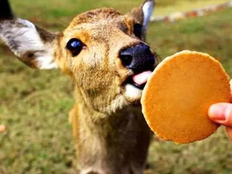 Kyoto/Osaka: Kyoto and Nara World Heritage Day Tour - What to Expect: Practical Details and Tips