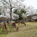 Kyoto/Osaka: Kyoto&Nara Private Customized Guided Tour - Practical Details and Considerations