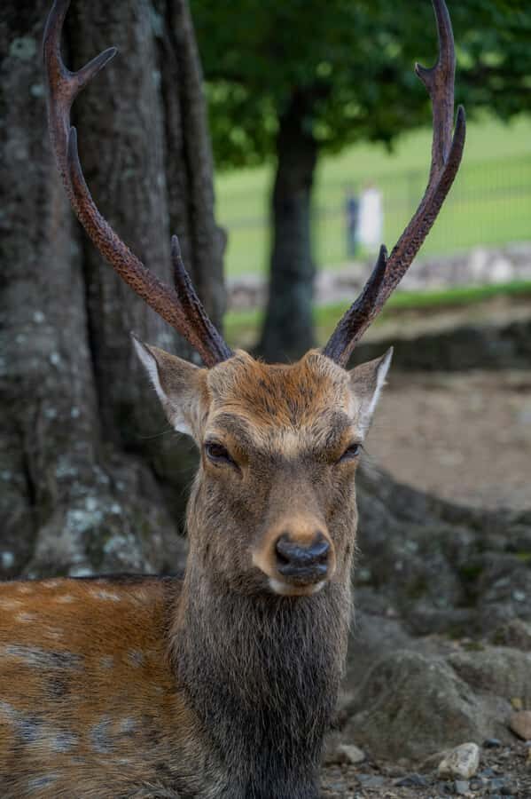 Kyoto/Osaka: Kyoto&Nara Private Customized Guided Tour - An Easy, Well-Organized Itinerary