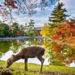 Kyoto/Osaka: Nara Customizable Self-Guided Tour with Driver - What You Can Expect from the Experience