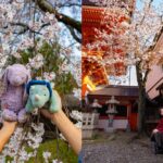 Kyoto: Private Cherry Blossom Photoshoot - Why Choose This Photoshoot?