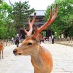 Kyoto: Private Customizable Day Tour with Guide and Vehicle - Who Will Love This Tour?